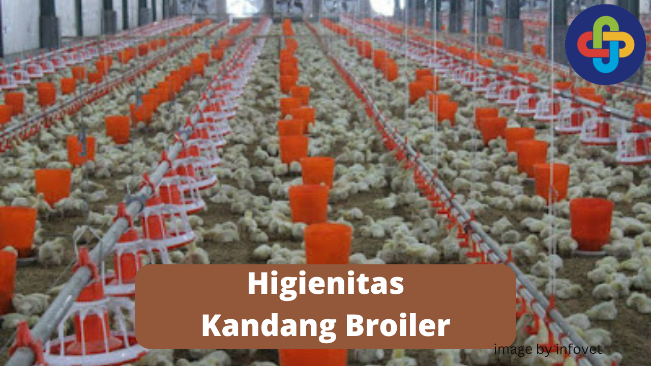 4 Hal Yang Harus Diperhatikan Dalam Higienitas Kandang Broiler